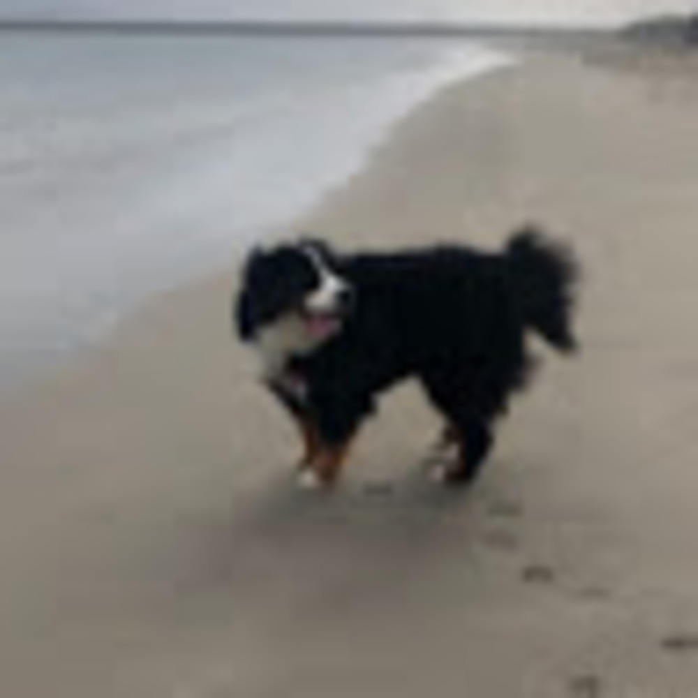 Meet your Posher, Shelly